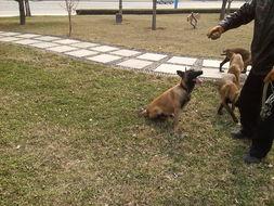 马犬视频播放,忠诚守护者的日常风采