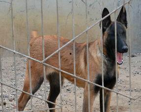 马犬视频播放,忠诚守护者的日常风采