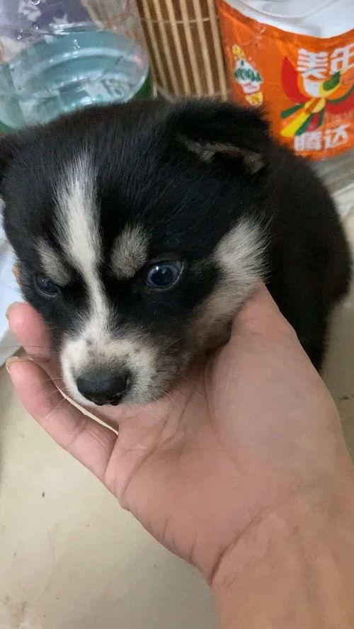 人狗杂交视频网站,伦理争议与网络监管挑战