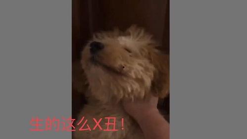 人狗杂交视频网站,伦理争议与网络监管挑战