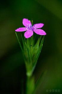 野花视频,探寻自然之美，感受生命律动