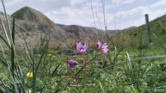 野花视频,探寻自然之美,感受生命律动