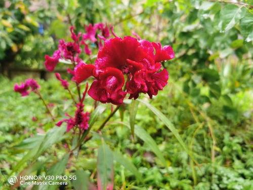 野花视频,探寻自然之美,感受生命律动