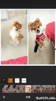 博美犬剪毛视频,轻松掌握专业级造型技巧