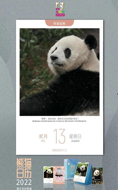 雪熊视频,探索冰雪世界的奇幻之旅