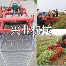 红薯收割机视频,农业现代化新篇章