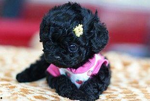 胶衣小犬视频,萌宠奇遇记