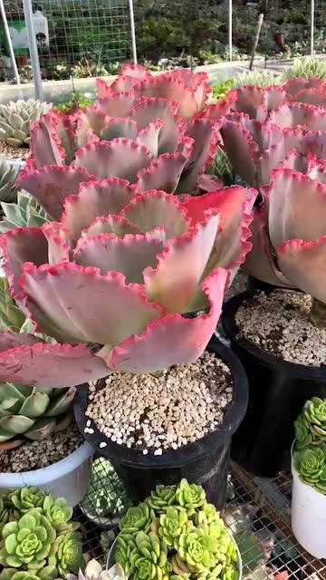 日肉肉视频,揭秘美食背后的故事与魅力