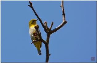 捕秀眼视频,揭秘短视频的魅力与传播之道