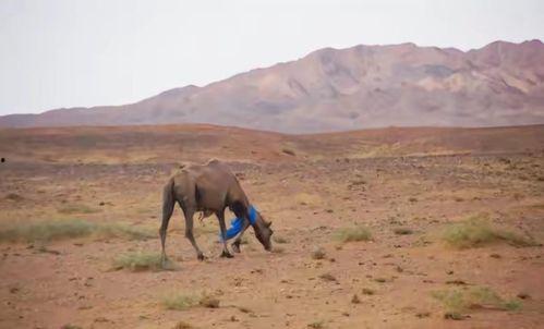 骆驼奔跑视频