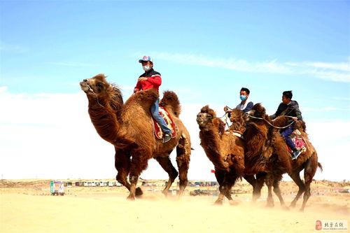 骆驼奔跑视频
