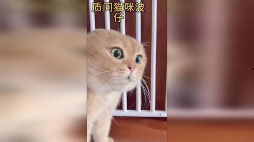 热门猫视频