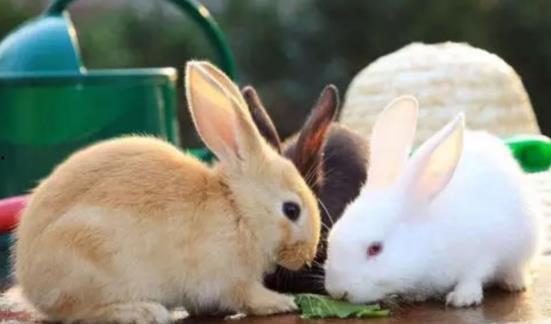生兔子视频,捕捉兔子日常欢乐瞬间