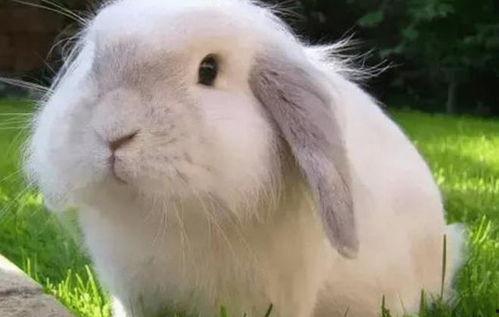 生兔子视频,捕捉兔子日常欢乐瞬间